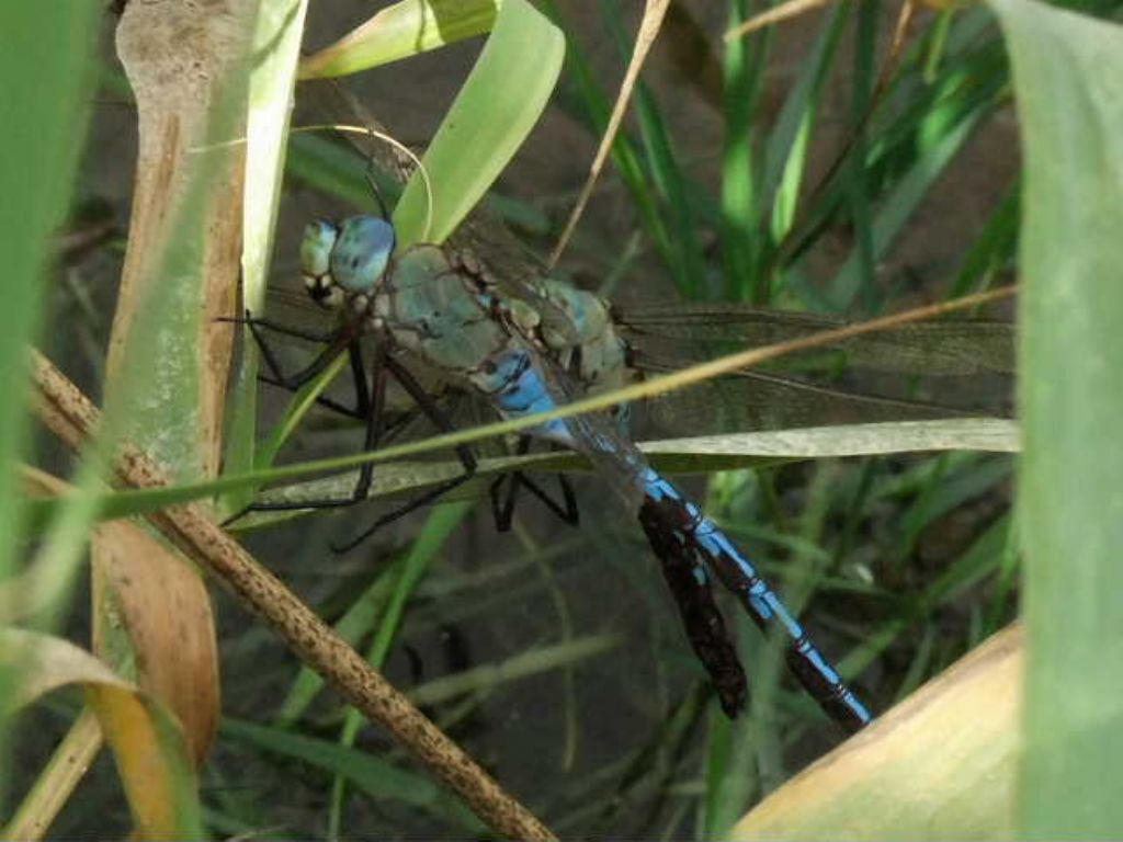 Un attenato di cannibalismo fra due Anax  imperator?