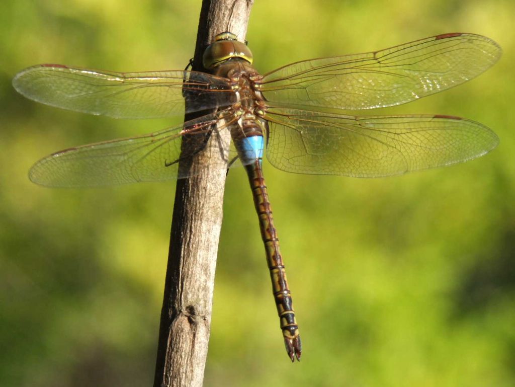 Anax (Hemianax) ephippiger