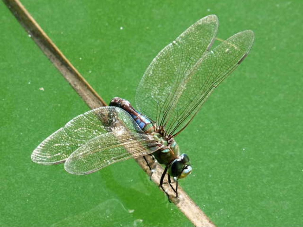 Anax imperator