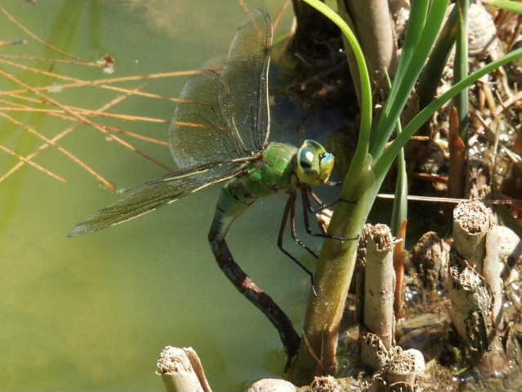 Anax imperator