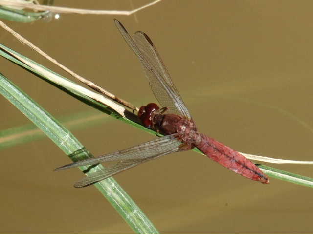 Alcune foto scattate oggi pomeriggio a Chadwick Lakes, Malta