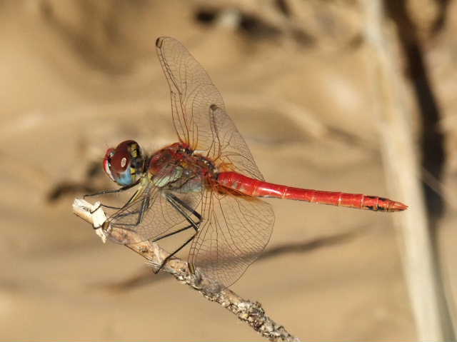 Alcune foto scattate oggi pomeriggio a Chadwick Lakes, Malta