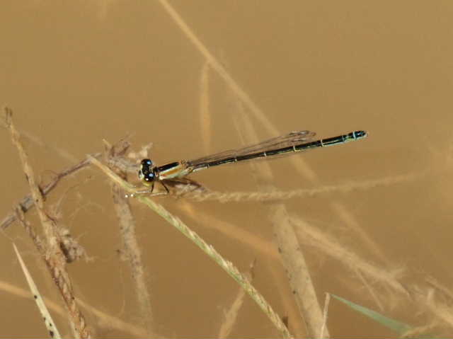 Alcune foto scattate oggi pomeriggio a Chadwick Lakes, Malta