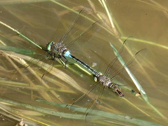 Alcune foto scattate oggi pomeriggio a Chadwick Lakes, Malta