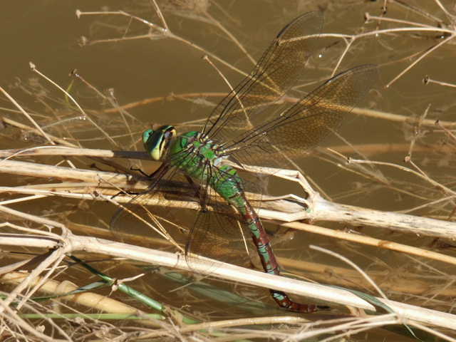 Alcune foto scattate oggi pomeriggio a Chadwick Lakes, Malta