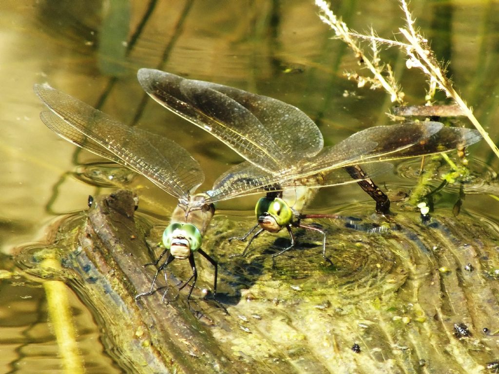 Ancora Anax parthenope in deposizione