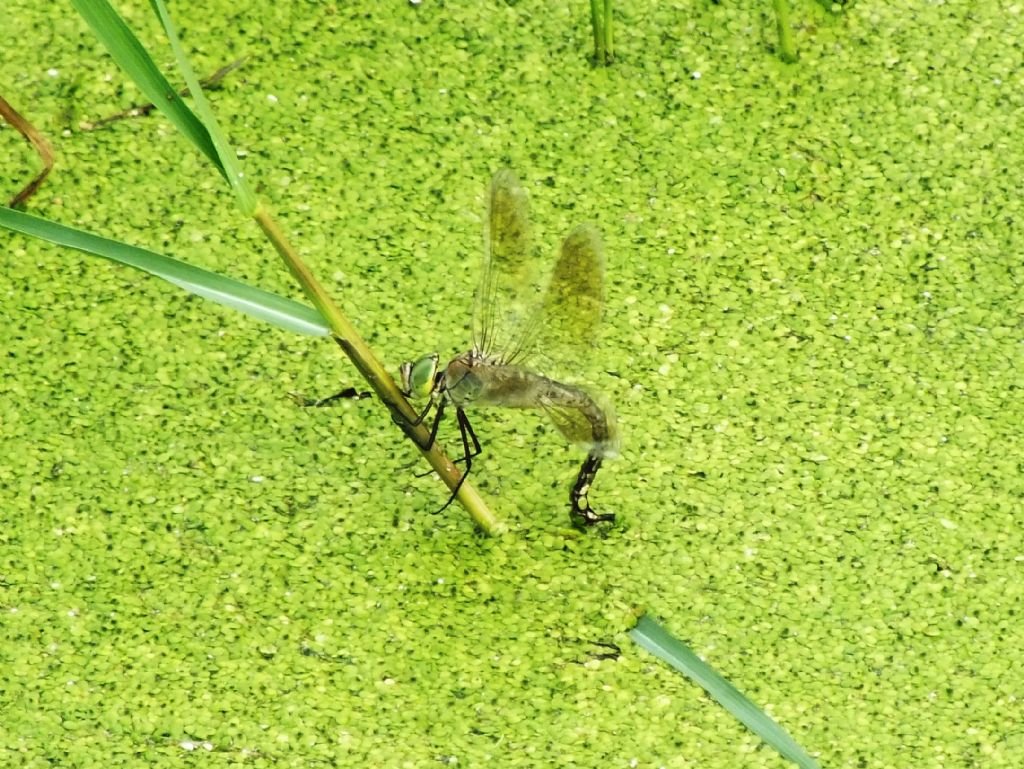 Ancora Anax parthenope in deposizione