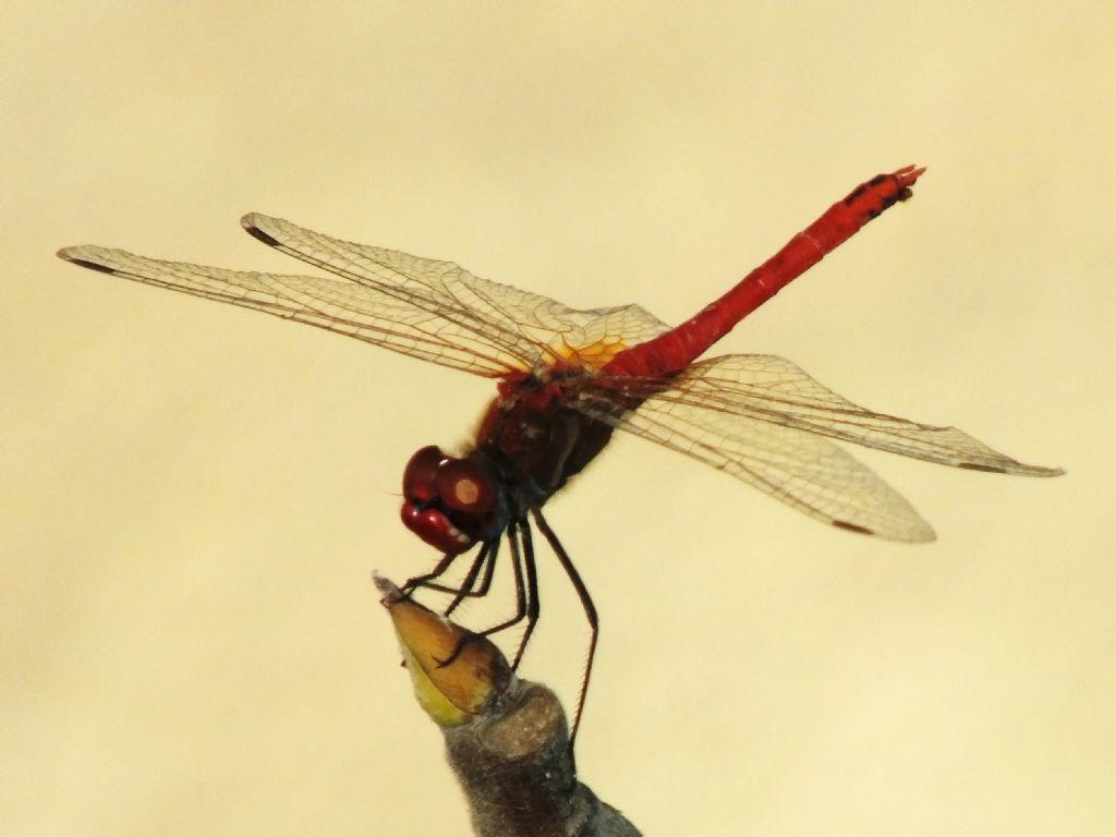 Sympetrum fonscolombii!