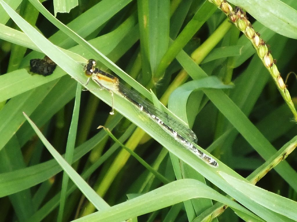 Funghi parassiti su Ischnura genei