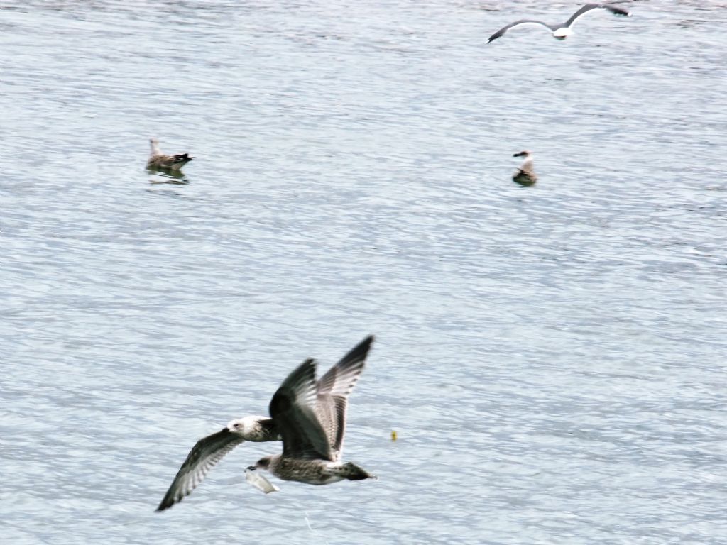 Gabbiano pescatore