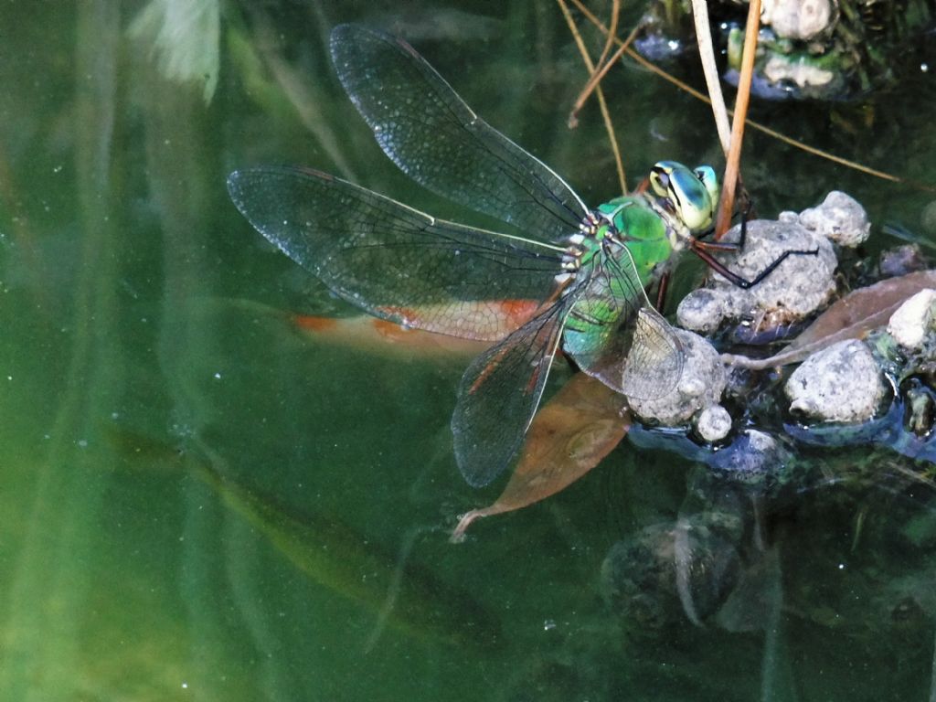 I pesci ringraziano (A. imperator)