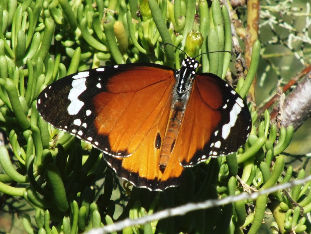 Danaus chrysippus