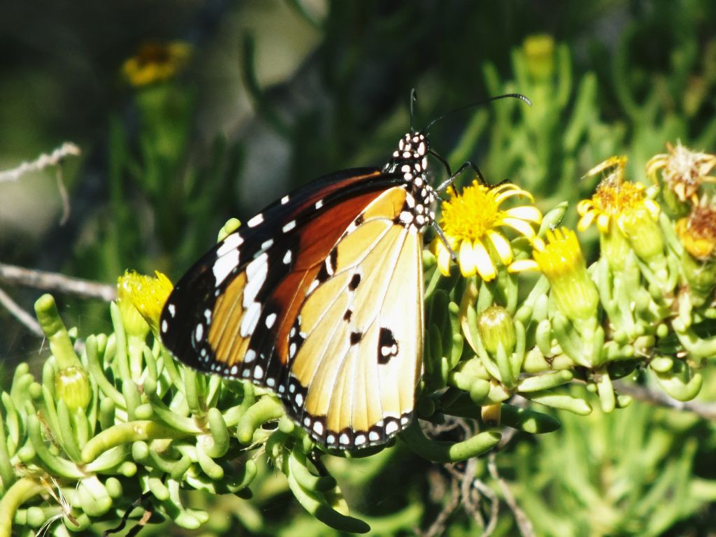 Danaus chrysippus