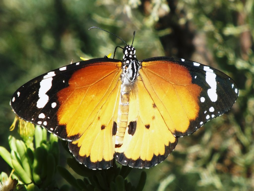 Danaus chrysippus