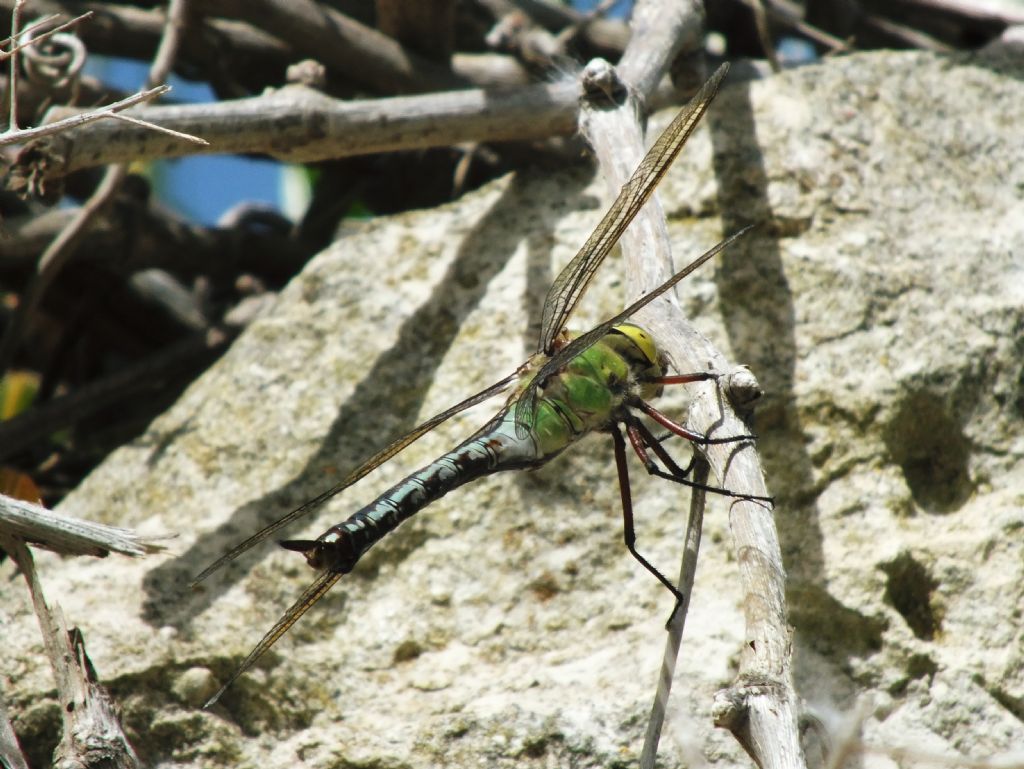 Anax imperator