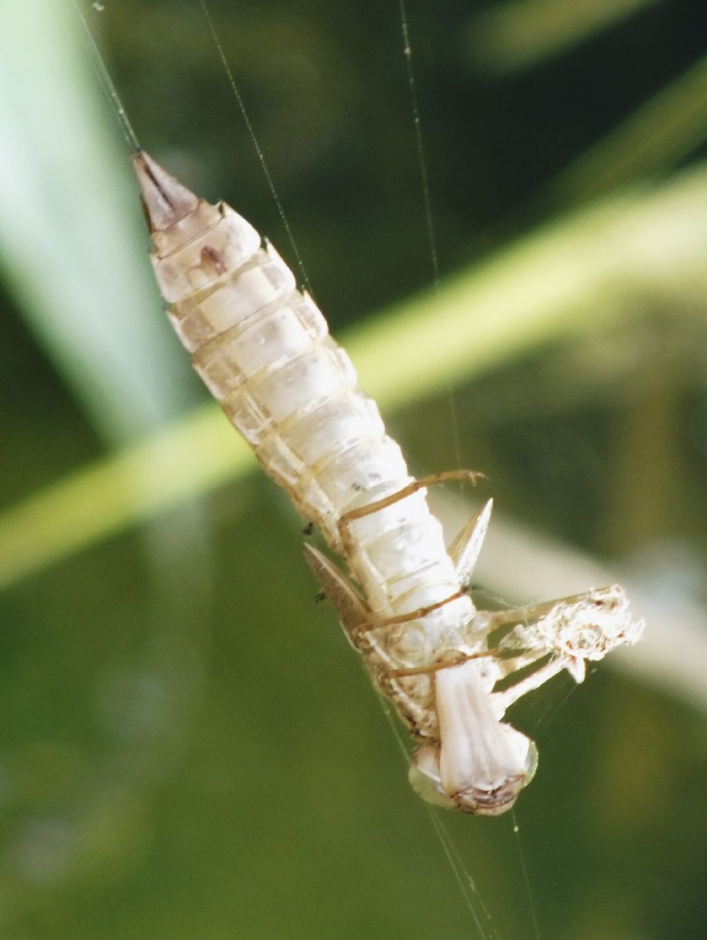 Exuviae di Anax sp.