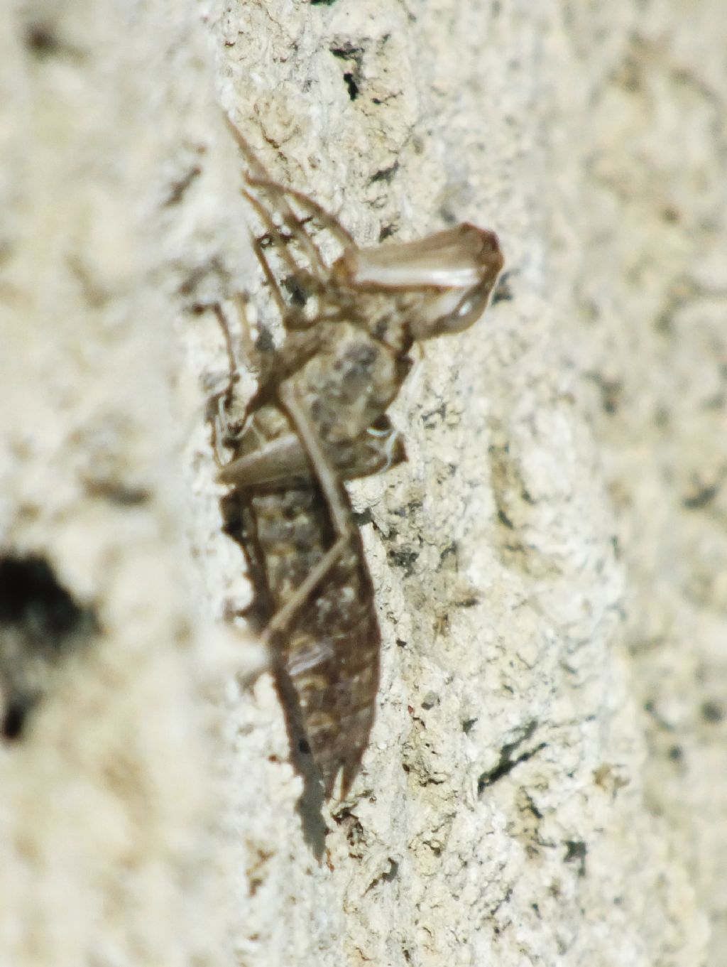 Exuviae di Anax sp.