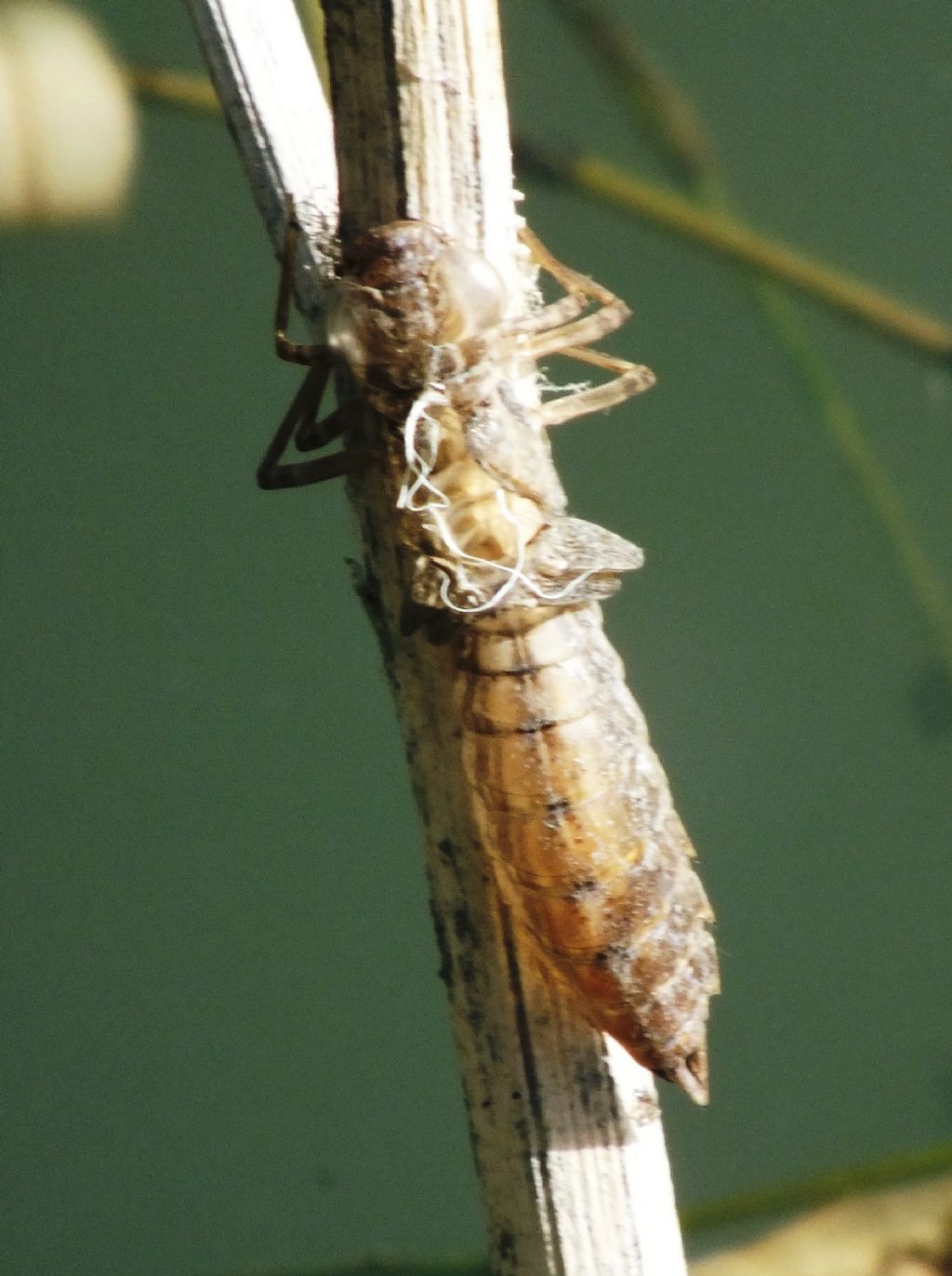 Exuviae di Anax sp.