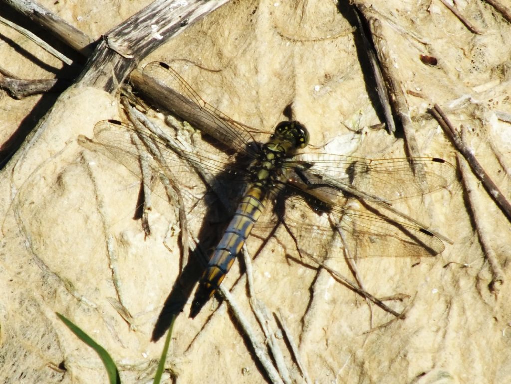 Orthetrum cancellatum