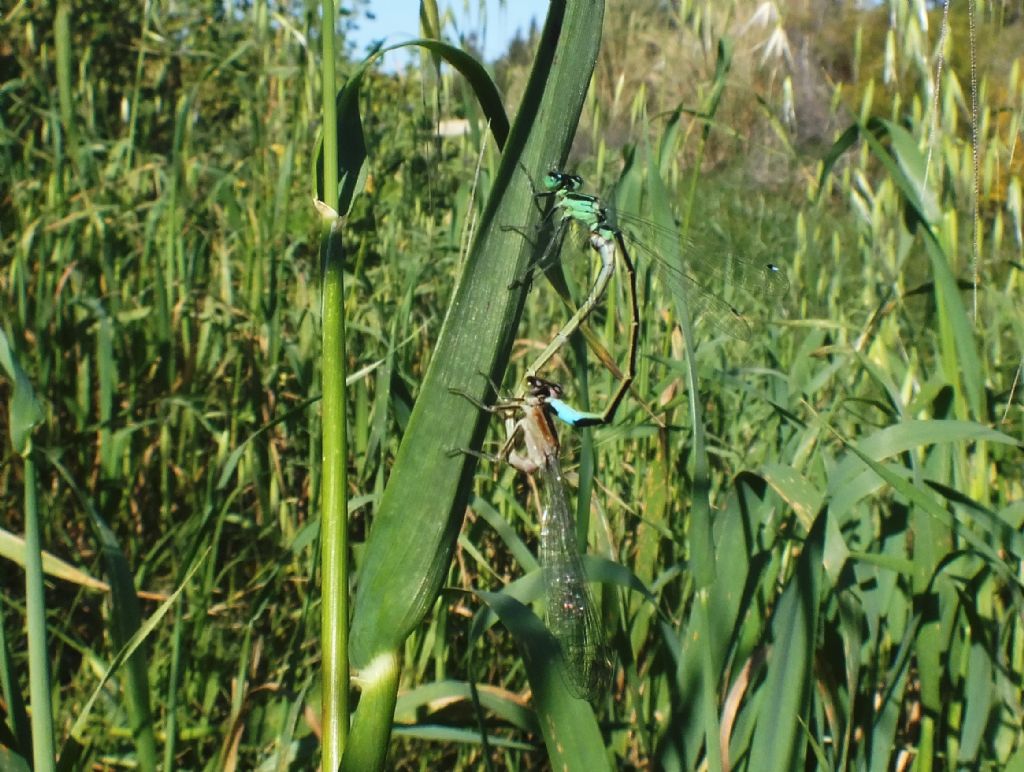 Ischnura genei in copula