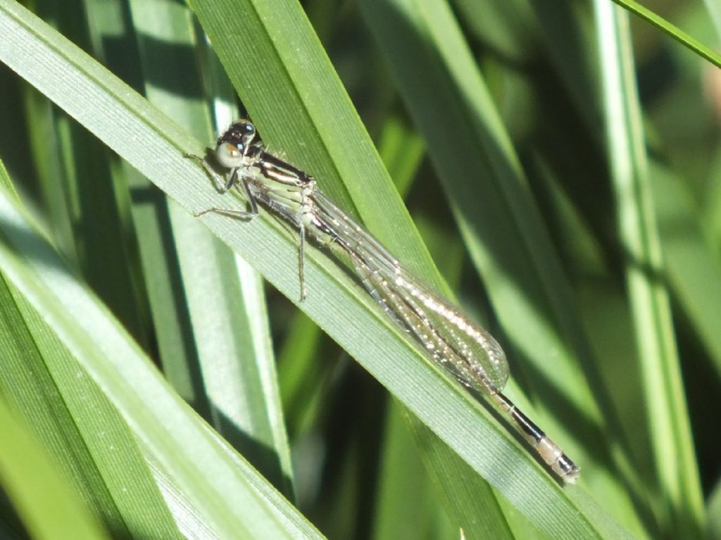 Ischnura genei in copula