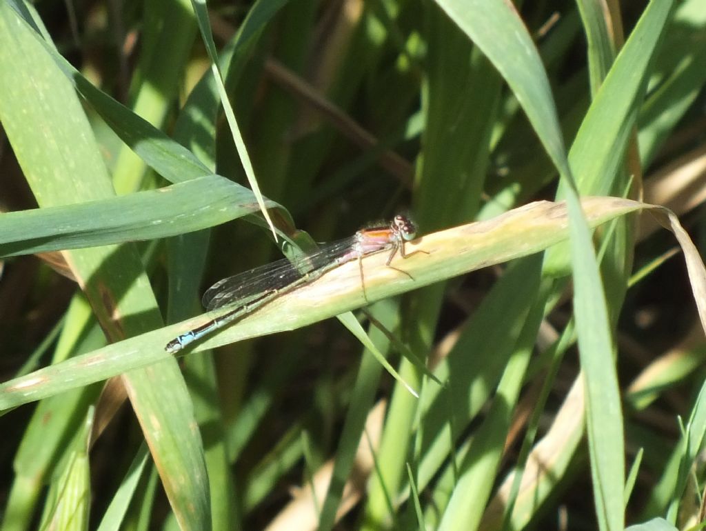 Ischnura genei in copula