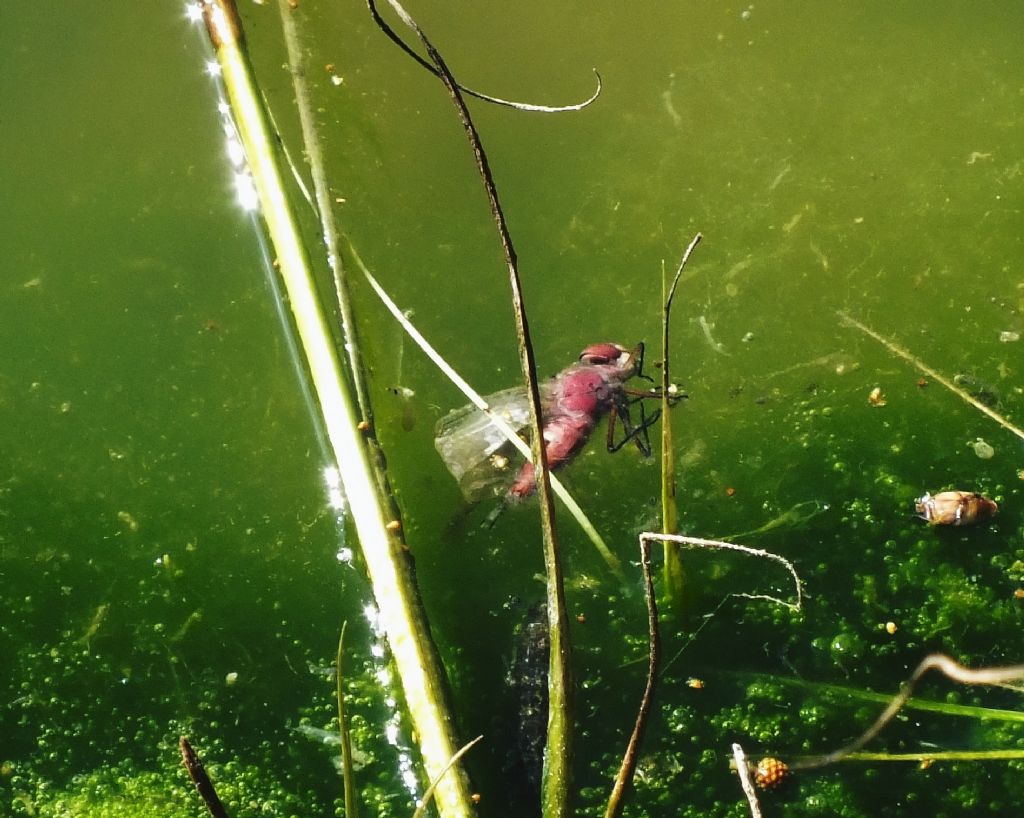 ID di una libellula morta: Anax sp.