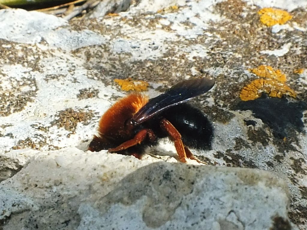 Chalicodoma sicula (Apidae Megachilinae)