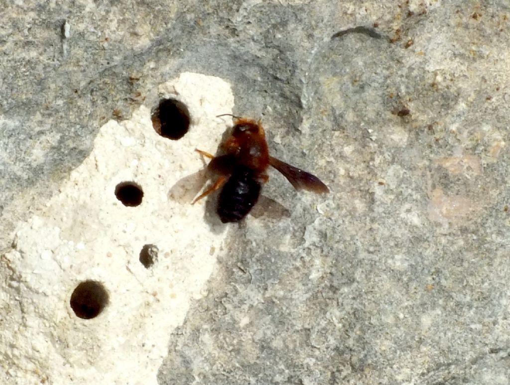 Chalicodoma sicula (Apidae Megachilinae)