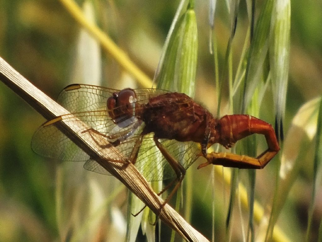 Comportamento di Crocothemis erythraea