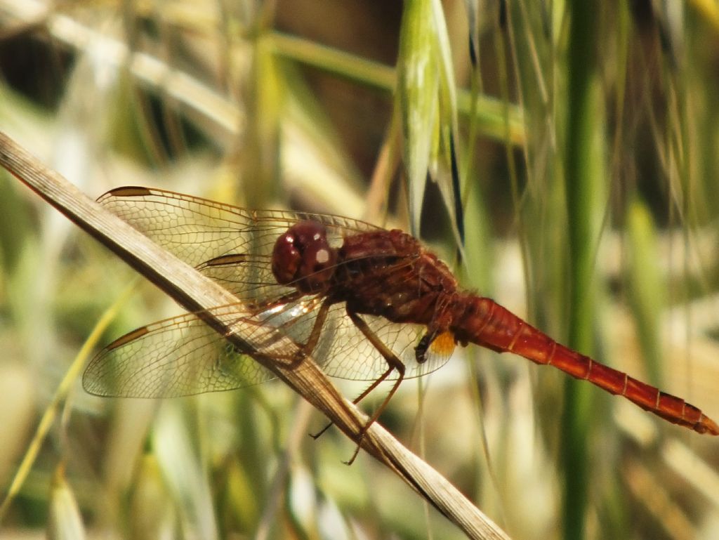 Comportamento di Crocothemis erythraea