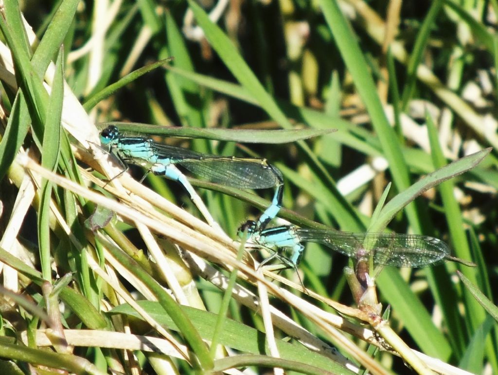 Ischnura genei in copula