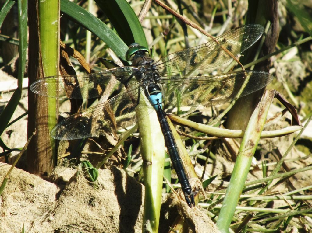 Qualche foto di Anax parthenope e imperator