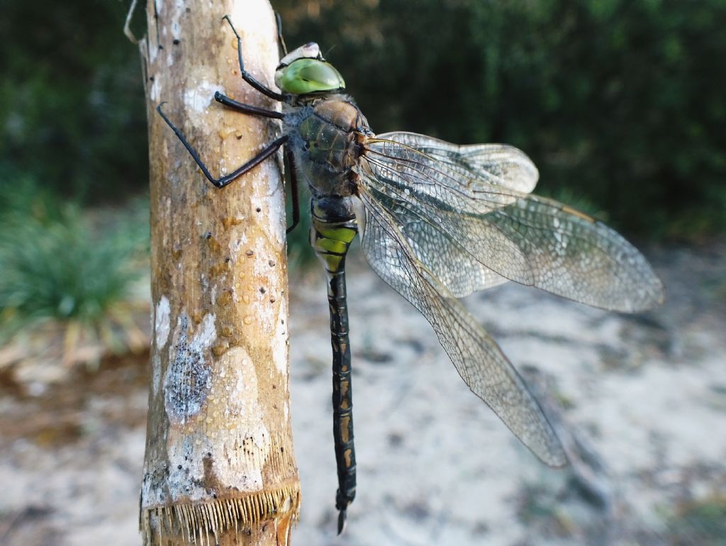 Qualche foto di Anax parthenope e imperator