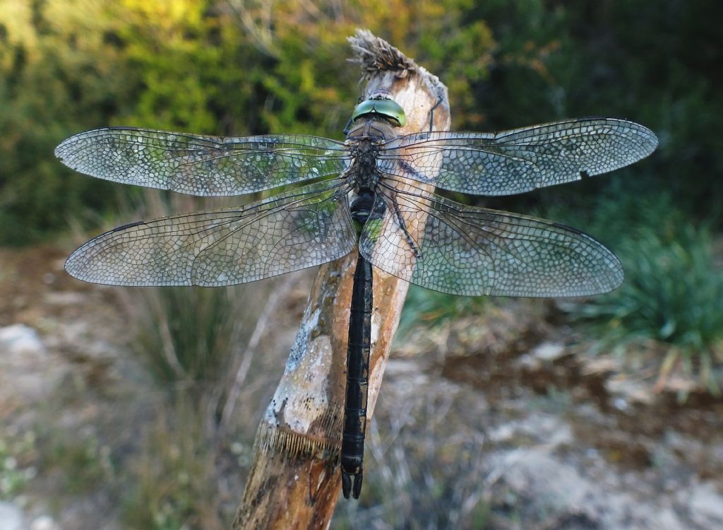 Qualche foto di Anax parthenope e imperator