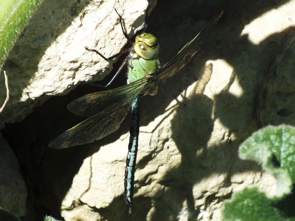 Qualche foto di Anax parthenope e imperator