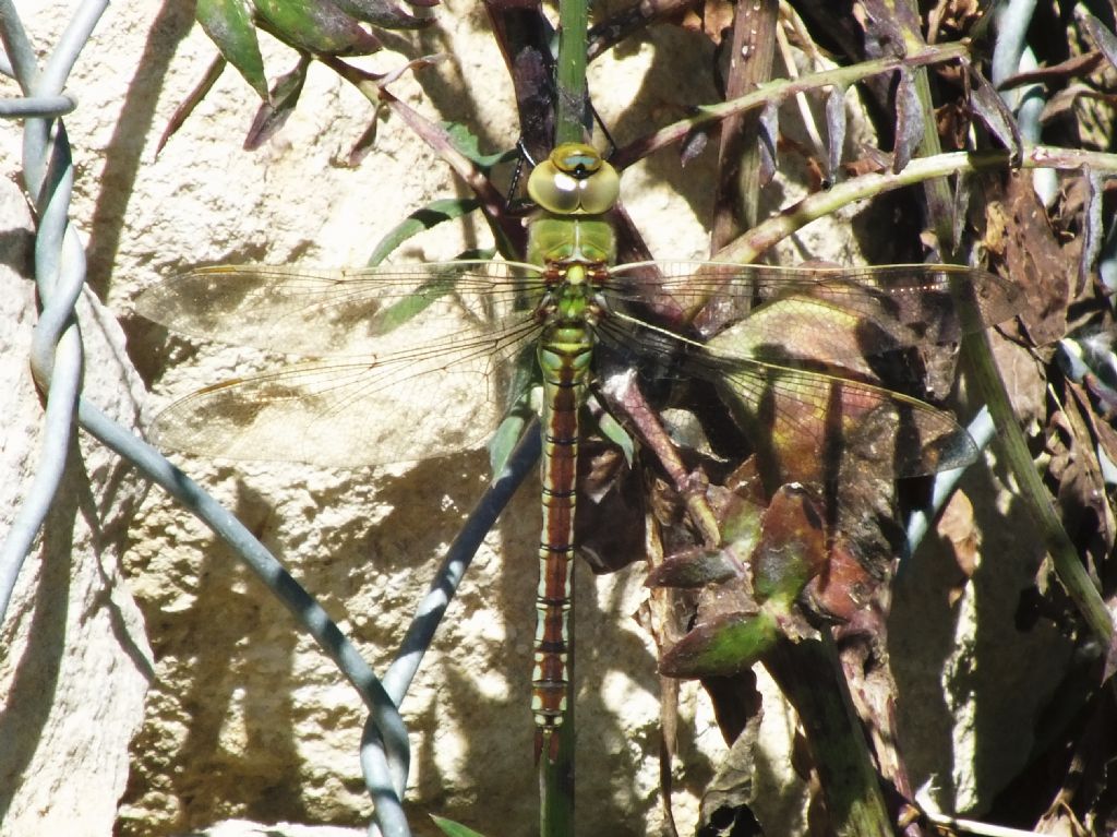 Qualche foto di Anax parthenope e imperator