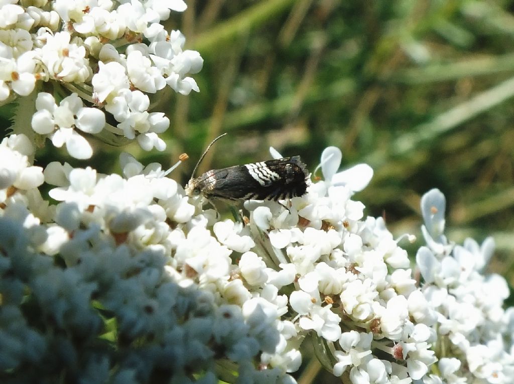 Piccolissima falena da ID