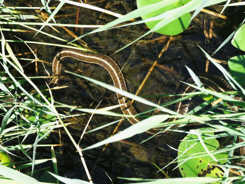 ID serpente fotografato in Croatia