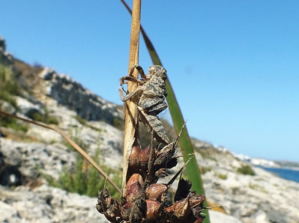 Exuvia di Orthetrum coerulescens - conferma richiesta