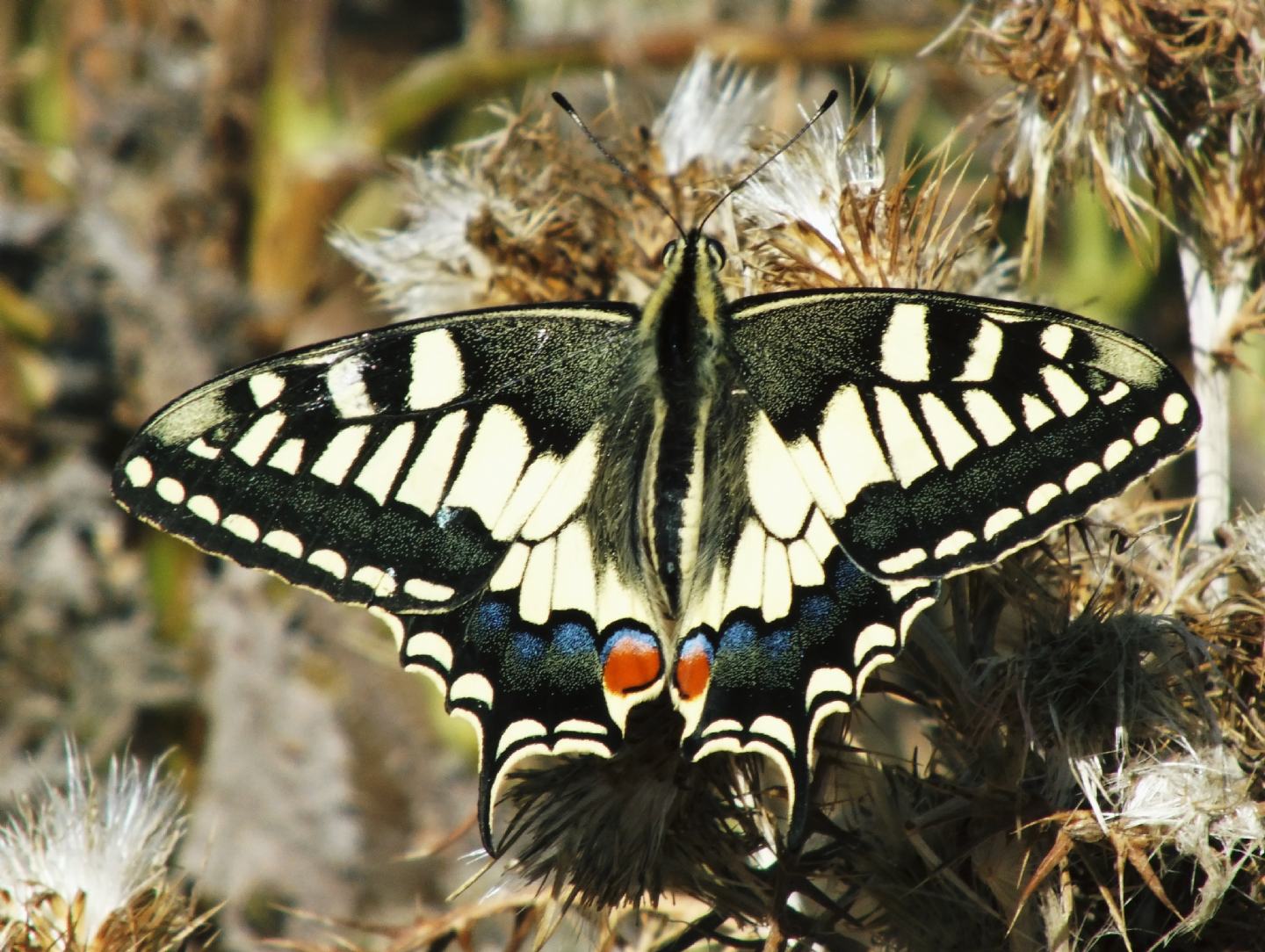 Papilio machaon ssp. melitensis