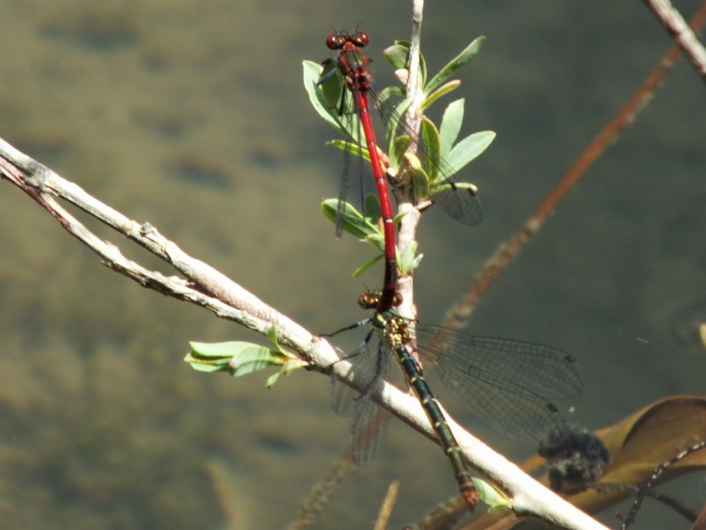 Pyrrhosoma nymphula