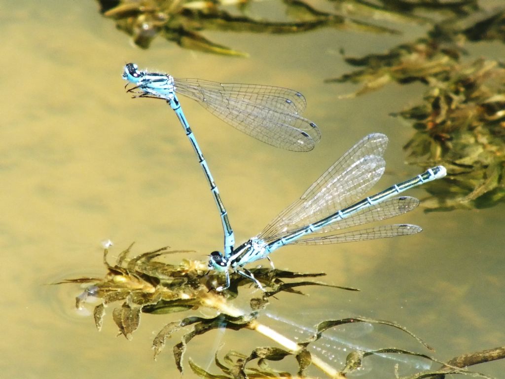 Coenagrion puella