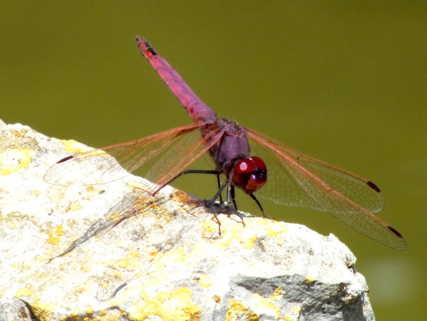 Trithemis annulata