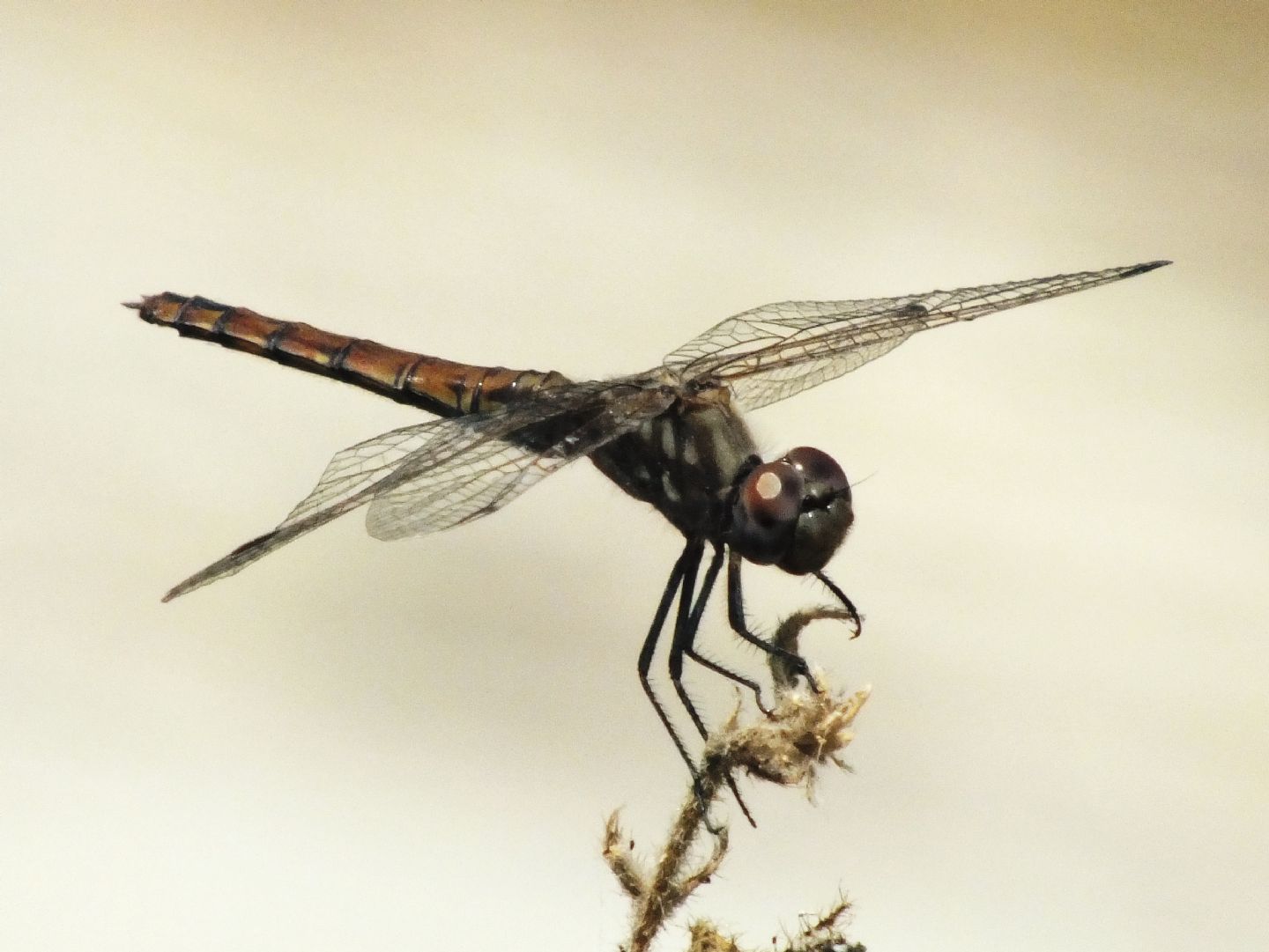 Trithemis annulata