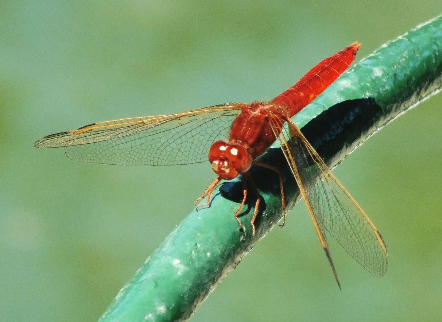 Crocothemis erythraea