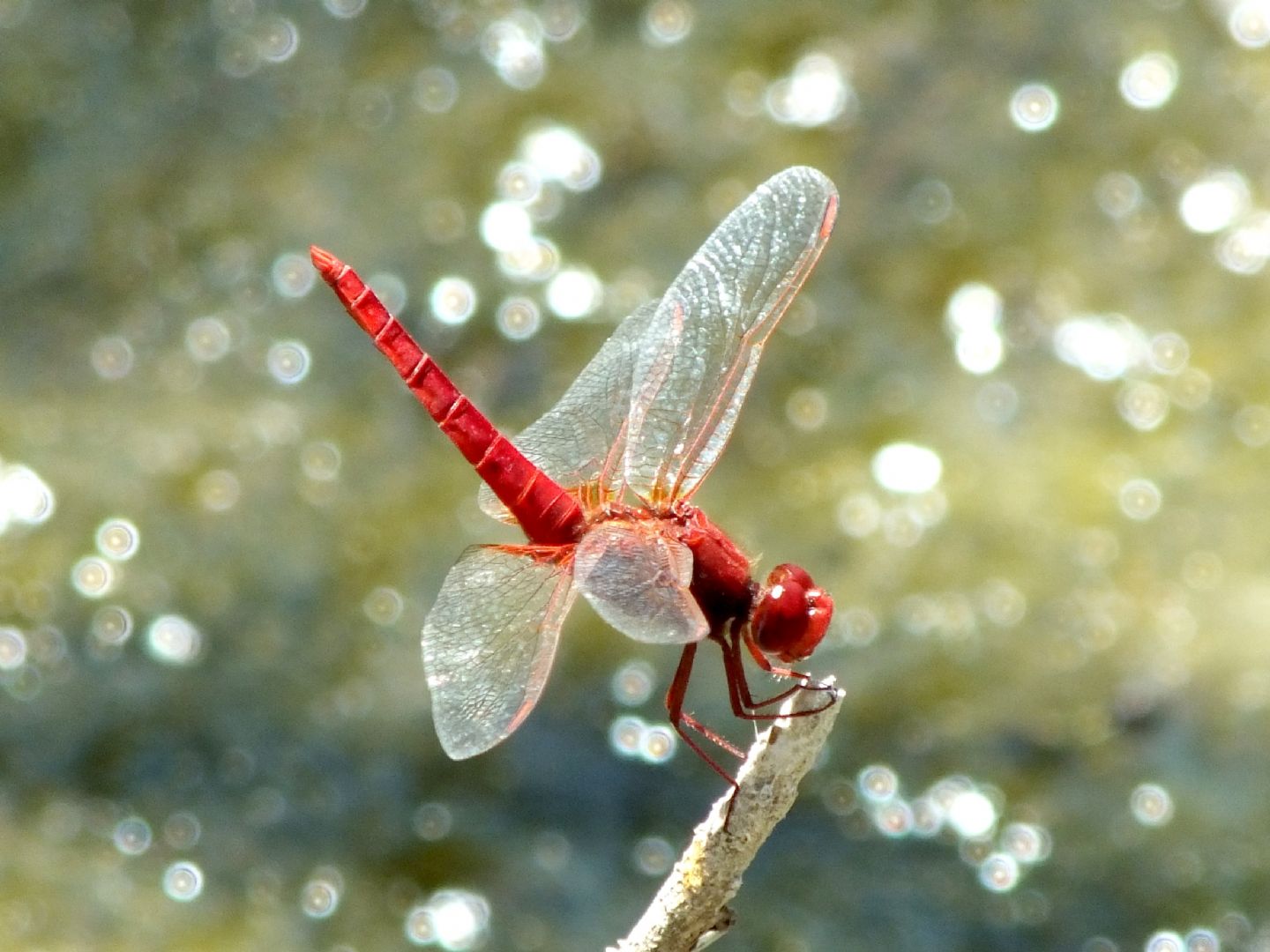 Crocothemis erythraea