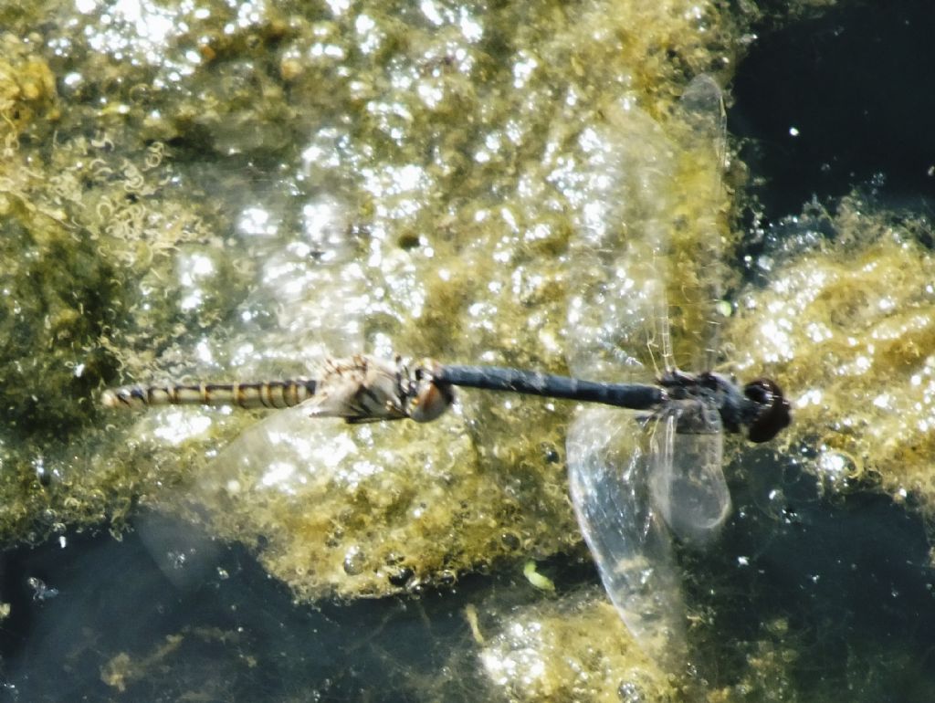 Selysiothemis nigra - tandem in deposizione