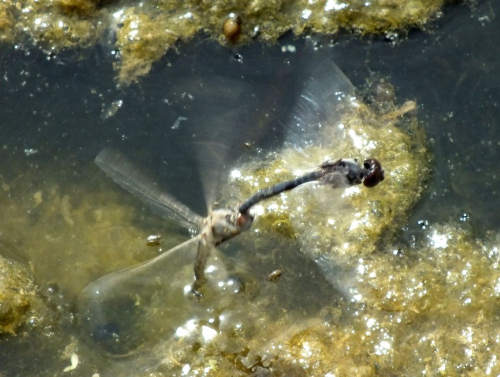 Selysiothemis nigra - tandem in deposizione