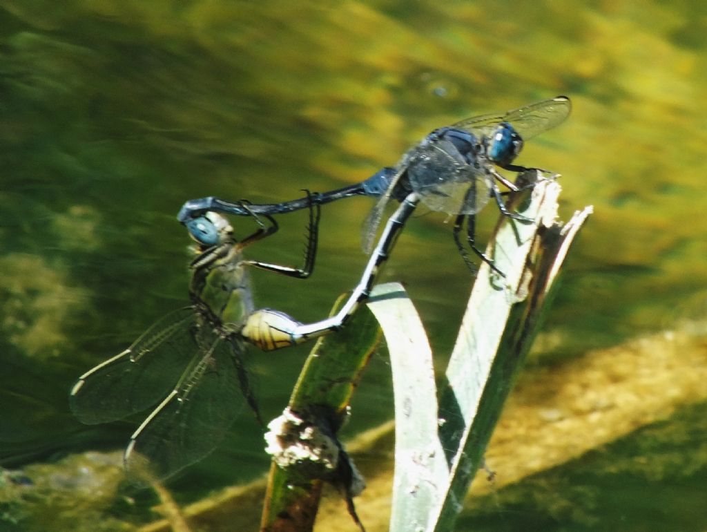 Copula di Orthetrum trinacria